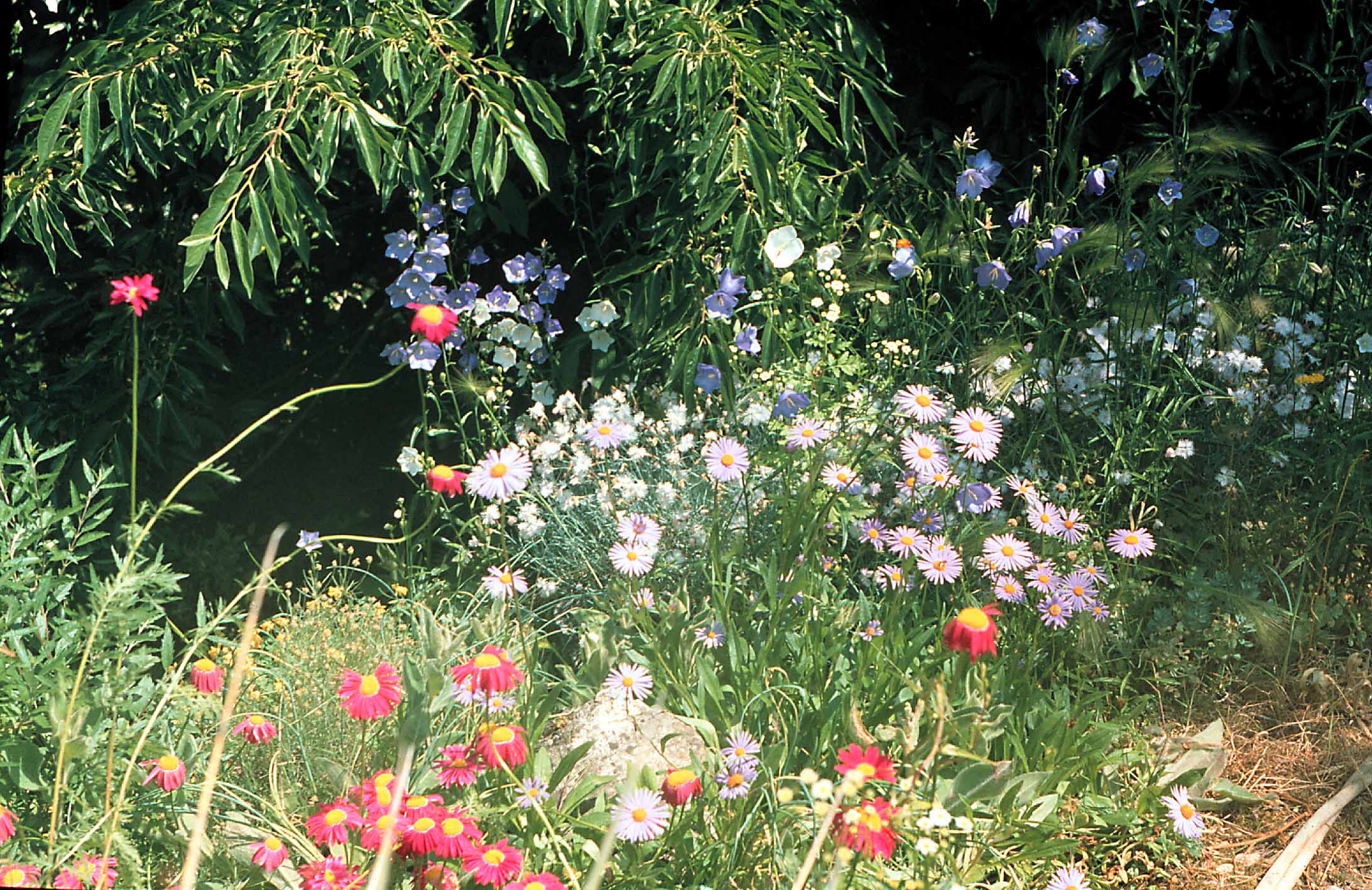 Rzsaszn margarta (Tanacetum coccineum), Aster tongolensis (kk), baracklevel harangvirg (Campanula persicifolia). Fent, a httrben mandzsu datolyaszilva (Diospyros lotus).